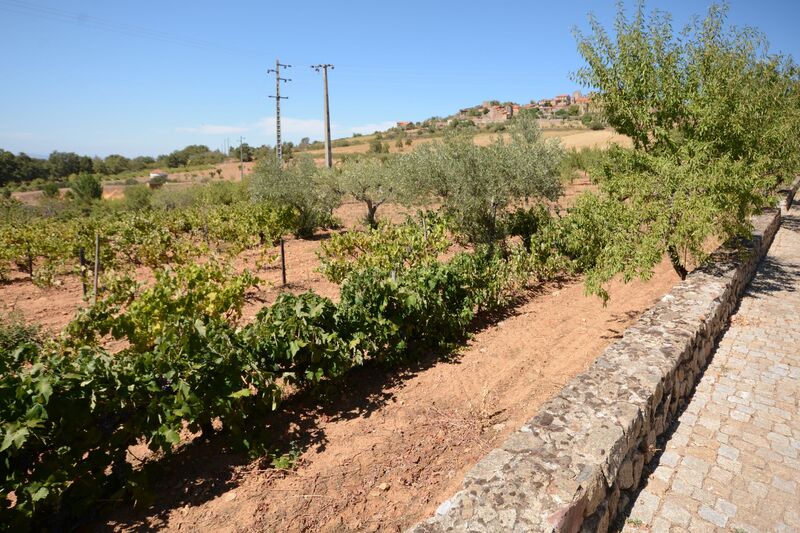 DC 22-0791-003.jpg :: Saga Douro River Cruise, Barca d'Alva, Castelo Rodrigo: Surrounding countryside and vineyards outside Castelo Rodrigo. Photo taken 31/08/2022