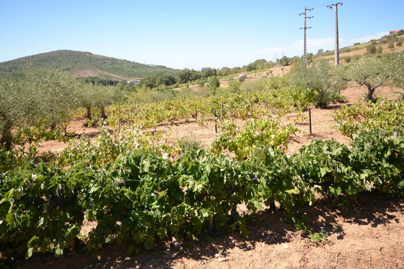 DC 22-0791-004.jpg :: Saga Douro River Cruise, Barca d'Alva, Castelo Rodrigo: Surrounding countryside and vineyards outside Castelo Rodrigo. Photo taken 31/08/2022