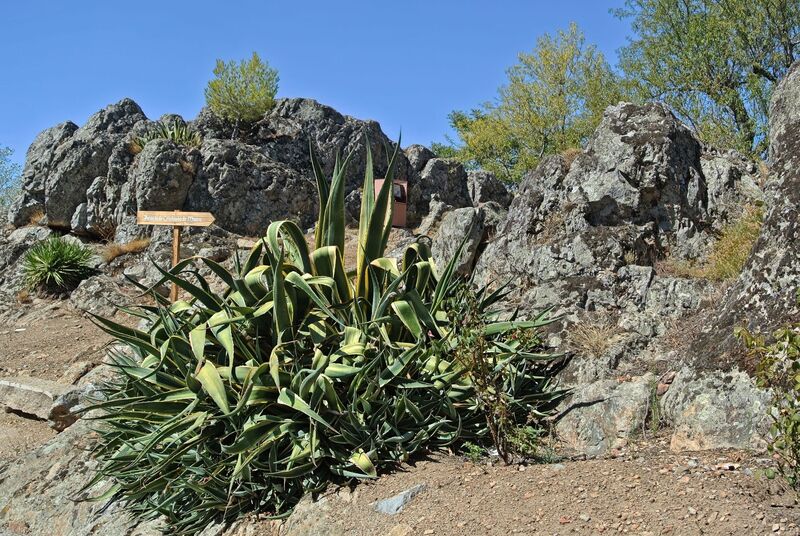 DC 22-0791-044.jpg :: Saga Douro River Cruise, Barca d'Alva, Castelo Rodrigo: Old stone houses and narrow street in the ancient town of Castelo Rodrigo. The botanical name of Aloe vera is Aloe barbadensis miller. It belongs to Asphodelaceae (Liliaceae) family, and is a shrubby or arborescent, perennial, xerophytic, succulent, pea- green colour plant. It grows mainly in the dry regions of Africa, Asia, Europe and America. Photo taken 31/08/2022