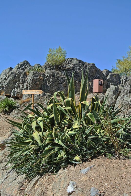 DC 22-0791-045.jpg :: Saga Douro River Cruise, Barca d'Alva, Castelo Rodrigo: Old stone houses and narrow street in the ancient town of Castelo Rodrigo. The botanical name of Aloe vera is Aloe barbadensis miller. It belongs to Asphodelaceae (Liliaceae) family, and is a shrubby or arborescent, perennial, xerophytic, succulent, pea- green colour plant. It grows mainly in the dry regions of Africa, Asia, Europe and America. Photo taken 31/08/2022