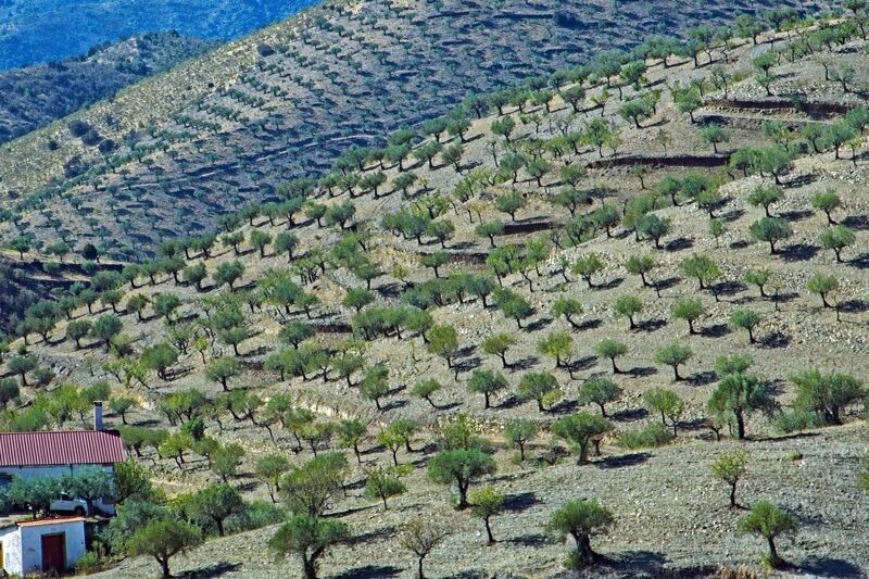 DC 22-0791-112.jpg :: Saga Douro River Cruise, Barca d'Alva,Sapinha:  Sapinha refers to the Miradouro Natural do Alto da Sapinha, a scenic viewpoint in Portugal offering views of the Douro River and its cliffs. It is a popular spot for its impressive, sweeping vistas, which are especially beautiful for birdwatching and visualizing the border between Portugal and Spain. The viewpoint is accessible by road, located near Figueira de Castelo Rodrigo, and is known for the breathtaking views it provides of the river valley. Photo taken 31/08/2022