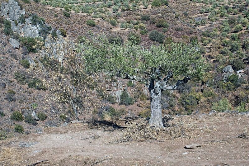 DC 22-0791-117.jpg :: Saga Douro River Cruise, Barca d'Alva,Sapinha:  Sapinha refers to the Miradouro Natural do Alto da Sapinha, a scenic viewpoint in Portugal offering views of the Douro River and its cliffs. It is a popular spot for its impressive, sweeping vistas, which are especially beautiful for birdwatching and visualizing the border between Portugal and Spain. The viewpoint is accessible by road, located near Figueira de Castelo Rodrigo, and is known for the breathtaking views it provides of the river valley. Photo taken 31/08/2022