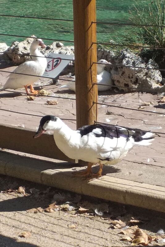 DC 22-0794-015.jpg :: Saga Douro River Cruise, Salamanca. Spain: La Alamedilla Park, Salamanca. The Magpie duck is a British breed of domestic duck. It has distinctive black and white markings reminiscent of the European magpie and is a good layer of large eggs. Photo taken 01/09/2022