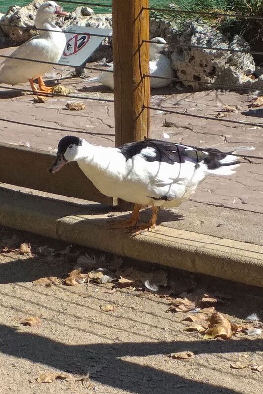 DC 22-0794-016.jpg :: Saga Douro River Cruise, Salamanca. Spain: La Alamedilla Park, Salamanca. The Magpie duck is a British breed of domestic duck. It has distinctive black and white markings reminiscent of the European magpie and is a good layer of large eggs. Photo taken 01/09/2022