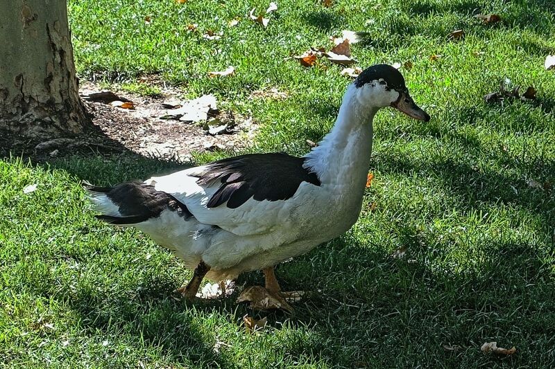 DC 22-0794-017.jpg :: Saga Douro River Cruise, Salamanca. Spain: La Alamedilla Park, Salamanca. The Magpie duck is a British breed of domestic duck. It has distinctive black and white markings reminiscent of the European magpie and is a good layer of large eggs. Photo taken 01/09/2022