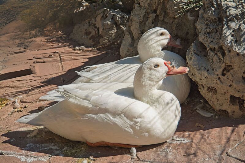 DC 22-0794-018.jpg :: Saga Douro River Cruise, Salamanca. Spain: Lake in La Alamedilla Park, Muscovy ducks (Cairina moschata domestica). There are several recognized colour varieties, including the all-white plumage seen here. Salamanca. Photo taken 01/09/2022