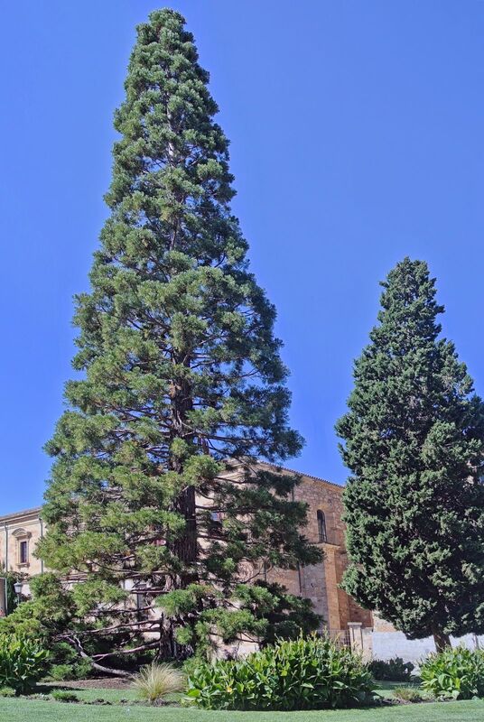DC 22-0794-172.jpg :: Saga Douro River Cruise, Salamanca. Spain: La Plaza de Anaya (Anaya Square) is one of the most beautiful and lively places of Salamanca. It is located close to Old Cathedral. The square’s gardens is typical to see students playing music or reading. The square was opened during the Independent War for general french Thiebault, because before this place was simple medieval streets. Photo taken 01/09/2022