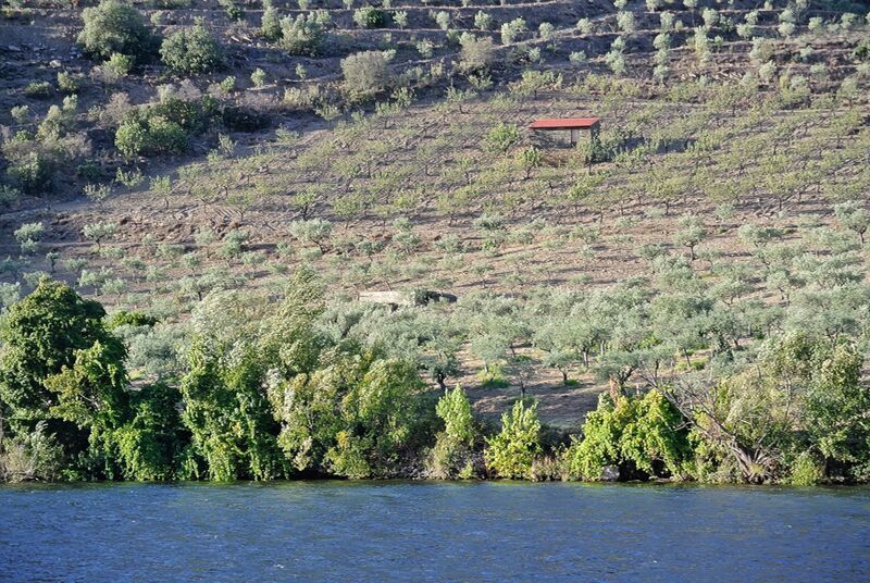 DC 22-0796-029.jpg :: Saga Douro River Cruise, Barca d'Alva to Pocinho, Portugal: View from the MS Douro Spirit, sailing down the Rriver Douro. Photo taken 01/09/2022