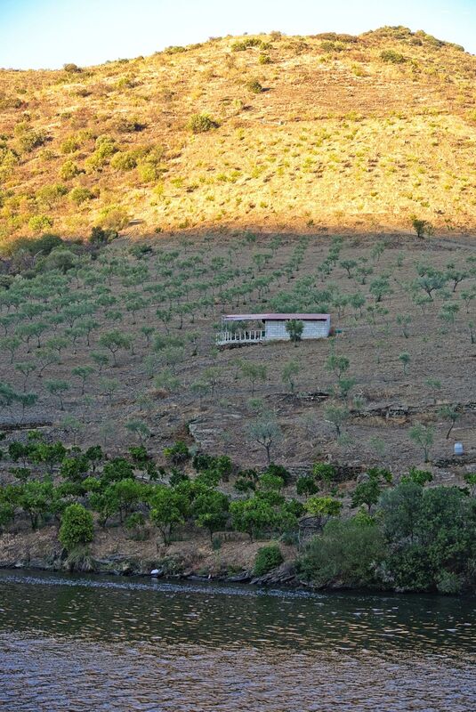 DC 22-0796-035.jpg :: Saga Douro River Cruise, Barca d'Alva to Pocinho, Portugal: View from the MS Douro Spirit, sailing down the Rriver Douro in the Urros region. Photo taken 01/09/2022