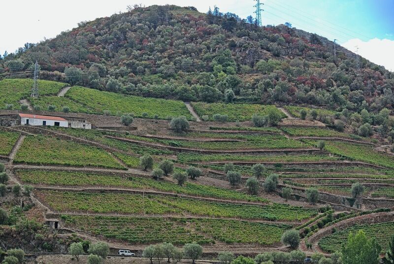 DC 22-0797-111.jpg :: Saga Douro River Cruise, Pocinho to Pinhao, River Douro: Ervedosa do Douro across the Douro River from Pinhao. Photo taken 02/09/2022