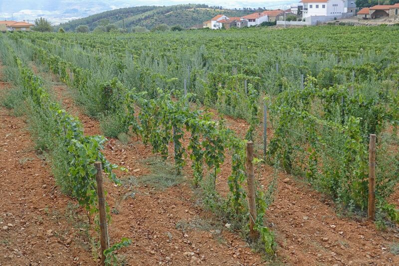 DC 22-0808-022.jpg :: Saga Douro River Cruise, Favaios:  Favaios in the Douro wine region in Portugal, well-known for its vineyards and wine production. It is particularly famous for its iconic fortified wine, Moscatel de Favaios. Situated at an altitude of 550 meters on a plateau in the municipality of Alijó. It is one of only two places in Portugal where the fortified Moscatel wine is produced. The local winery, Adega Cooperativa de Favaios, established in 1952, is renowned for this product. The wine is primarily made from the Moscatel Galego Branco grape variety.  Photo taken 02/09/2022