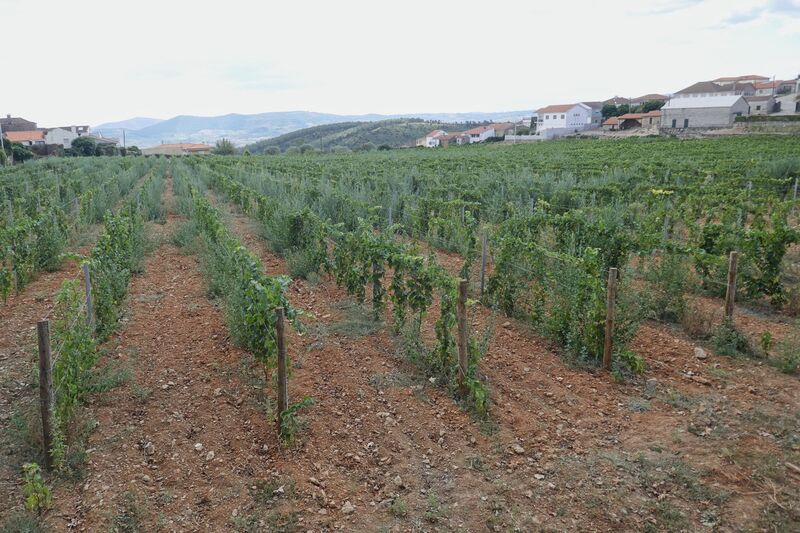 DC 22-0808-023.jpg :: Saga Douro River Cruise, Favaios:  Favaios in the Douro wine region in Portugal, well-known for its vineyards and wine production. It is particularly famous for its iconic fortified wine, Moscatel de Favaios. Situated at an altitude of 550 meters on a plateau in the municipality of Alijó. It is one of only two places in Portugal where the fortified Moscatel wine is produced. The local winery, Adega Cooperativa de Favaios, established in 1952, is renowned for this product. The wine is primarily made from the Moscatel Galego Branco grape variety.  Photo taken 02/09/2022