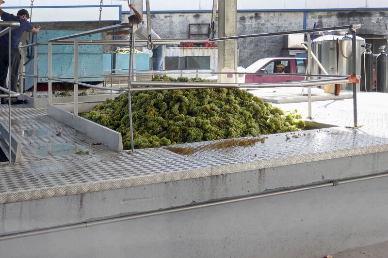 DC 22-0808-032.jpg :: Saga Douro River Cruise, Favaios:  The building in the image is the Adega Cooperativa de Favaios, a renowned winery located in the village of Favaios within the Douro wine region of Portugal. The winery is famous for producing one of Portugal's most iconic fortified wines, Moscatel de Favaios. The winery is nestled in the picturesque Alto Douro wine region of Portugal, a UNESCO World Heritage site. Founded in 1952, the cooperative was established by local producers to create their famous Moscatel wine. While most famous for its Moscatel, the winery also produces DOC Douro wines (white, red, and rosé), sparkling wines, and Port wine. Unloading and weighing bays. Photo taken 02/09/2022