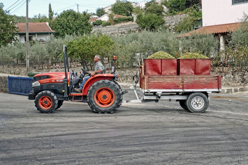 DC 22-0808-035.jpg :: Saga Douro River Cruise, Favaios:  The building in the image is the Adega Cooperativa de Favaios, a renowned winery located in the village of Favaios within the Douro wine region of Portugal. The winery is famous for producing one of Portugal's most iconic fortified wines, Moscatel de Favaios. The winery is nestled in the picturesque Alto Douro wine region of Portugal, a UNESCO World Heritage site. Founded in 1952, the cooperative was established by local producers to create their famous Moscatel wine. While most famous for its Moscatel, the winery also produces DOC Douro wines (white, red, and rosé), sparkling wines, and Port wine. Local wine producers bringing their grapes for quality checking and unloading. Photo taken 02/09/2022