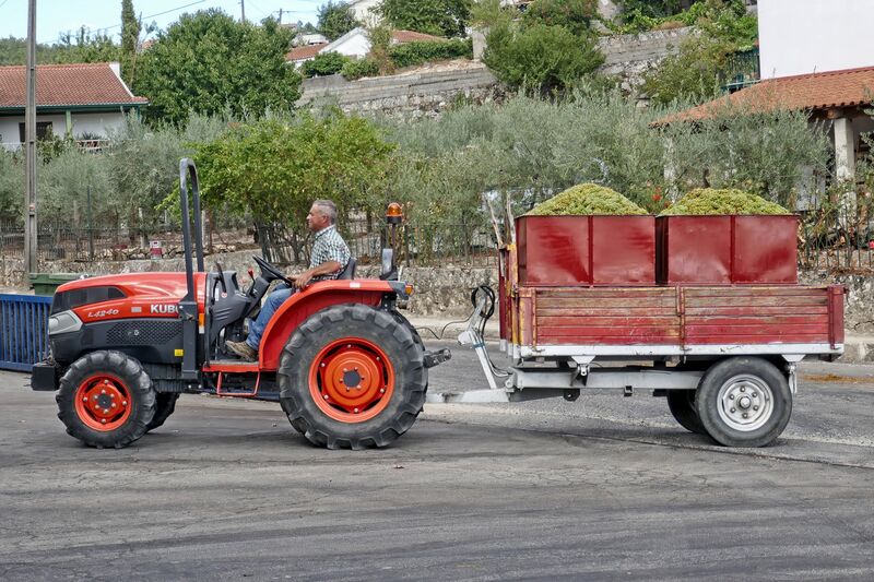 DC 22-0808-036.jpg :: Saga Douro River Cruise, Favaios:  The building in the image is the Adega Cooperativa de Favaios, a renowned winery located in the village of Favaios within the Douro wine region of Portugal. The winery is famous for producing one of Portugal's most iconic fortified wines, Moscatel de Favaios. The winery is nestled in the picturesque Alto Douro wine region of Portugal, a UNESCO World Heritage site. Founded in 1952, the cooperative was established by local producers to create their famous Moscatel wine. While most famous for its Moscatel, the winery also produces DOC Douro wines (white, red, and rosé), sparkling wines, and Port wine. Local wine producers bringing their grapes for quality checking and unloading. Photo taken 02/09/2022