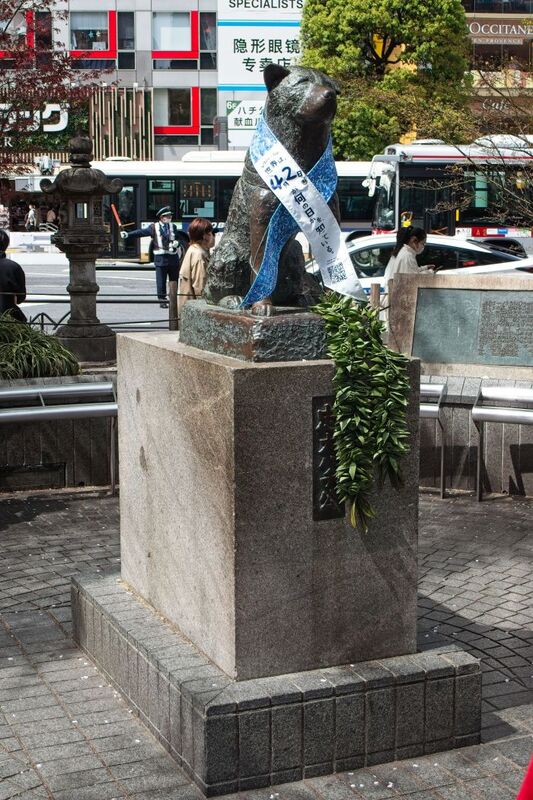 DC 23-0677-023.jpg :: Iglu Tour, Ultimate Japan & Cherry Blossom: Tokyo, Japan, A statue of the Akita dog Hachik?, remembered for his unwavering loyalty to his deceased owner, is installed outside Tokyo's Shibuya Station, in Japan. In April 1934, a bronze statue based in his likeness sculpted by Teru And? was erected at Shibuya Station, and Hachik? himself was present at its unveiling. The statue was recycled for the war effort during World War II. Photo taken 31/03/2023