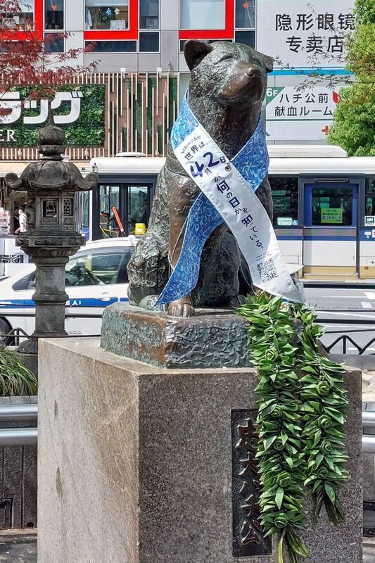 DC 23-0677-026.jpg :: Iglu Tour, Ultimate Japan & Cherry Blossom: Tokyo, Japan, A statue of the Akita dog Hachik?, remembered for his unwavering loyalty to his deceased owner, is installed outside Tokyo's Shibuya Station, in Japan. In April 1934, a bronze statue based in his likeness sculpted by Teru And? was erected at Shibuya Station, and Hachik? himself was present at its unveiling. The statue was recycled for the war effort during World War II. Photo taken 31/03/2023