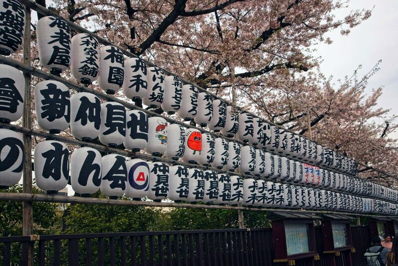 DC 23-0677-080.jpg :: Iglu Tour, Ultimate Japan & Cherry Blossom: Tokyo, Japan. Senso-ji, widely known as Asakusa Kannon Temple, is Tokyo’s oldest Buddhist temple. Located in Asakusa, one of Tokyo’s most lively and busy districts, Senso-ji is one of the most visited spiritual sites in the world. This bright and colourful temple attracts so many people from all over the world that at times it’s even hard to walk around the temple grounds. Senso-ji was founded almost one and half millennia ago, in 645. The legend says that in 628 two fishermen caught a statue of Kannon, the goddess of compassion, in the nearby Sumida River. They tried to get rid of it, but it kept coming back to them. Taking it as a sign, the head of the fishermen’s village erected Senso-ji in honour of Kannon. The temple holds the original Kannon statue; however, it can never be seen by the public and is supposedly stored safely inside 3 boxes. P.s. Nakamise Dori, senso-ji. Nakamise Dori is a street full of stalls and small shops. The street stretches from the Kaminarimon Gate to the Hozomon Gate. Shops sell everything from souvenirs to snacks, toys and clothes. The street of Nakamise dates way back. Under the Tokugawa clans ruling locals who served visitors to the Senso-ji temple were given permissions to put up stalls on the street leading up to the temple. This is considered the beginning of Nakamise Dori as a shopping street. During the Meiji Restoration, when Senso-ji was converted to a park, the stall owners were kicked out by the government and western style buildings were constructed in 1885. These buildings were destroyed in a large earthquake in 1923. The shopping street was rebuilt in what was supposedly a magnificent and beautiful vermilion-lacquered style but was completely destroyed again during World War 2. Lanterns at night alongside the Asakusa Kannon Temple. Photo taken 31/03/2023