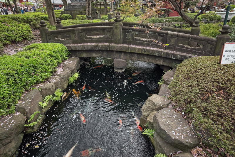 DC 23-0677-134.jpg :: Iglu Tour, Ultimate Japan & Cherry Blossom: Tokyo, Japan. Senso-ji, widely known as Asakusa Kannon Temple, is Tokyo’s oldest Buddhist temple. Located in Asakusa, one of Tokyo’s most lively and busy districts, Senso-ji is one of the most visited spiritual sites in the world. This bright and colourful temple attracts so many people from all over the world that at times it’s even hard to walk around the temple grounds. Senso-ji was founded almost one and half millennia ago, in 645. The legend says that in 628 two fishermen caught a statue of Kannon, the goddess of compassion, in the nearby Sumida River. They tried to get rid of it, but it kept coming back to them. Taking it as a sign, the head of the fishermen’s village erected Senso-ji in honour of Kannon. The temple holds the original Kannon statue; however it can never be seen by the public and is supposedly stored safely inside 3 boxes. P.s. This is the \