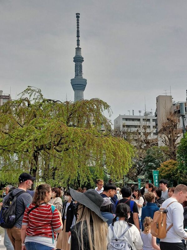 DC 23-0677-149.jpg :: Iglu Tour, Ultimate Japan & Cherry Blossom: Tokyo, Japan. P.s. Tokyo Skytree Tower seen from Senso-ji Temple in Asakusa old district. Photo taken 31/03/2023