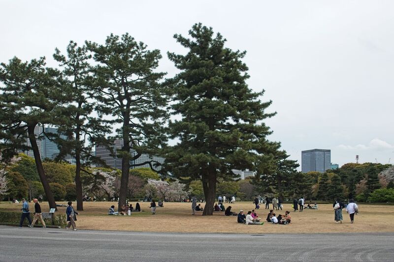 DC 23-0677-159.jpg :: Iglu Tour, Ultimate Japan & Cherry Blossom: Tokyo, Japan. The current Imperial Palace is located on the former site of Edo Castle, a large park area surrounded by moats and massive stone walls in the centre of Tokyo, a short walk from Tokyo Station. It is the residence of Japan's Imperial Family. Imperial Palace East Gardens, K?kyo Higashi Gyoen are part of the inner palace area and open to the public. They are the former site of Edo Castle's innermost circles of defence, the honmaru (\