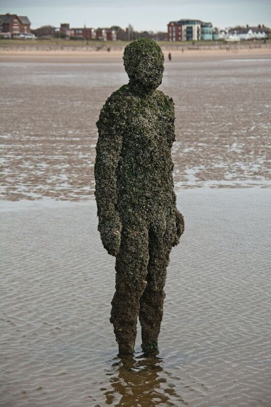 DC 24-0746-046.jpg :: Crosby Beech, Merseyside: Commonly referred to as ‘The Iron Men’ (or even the Crosby Beach statues), the art installation is officially called ‘Another Place’. Another Place was created by world-famous artist and sculptor Sir Antony Gormley, who famously created The Angel of the North. The Iron Men consist of 100 cast iron figures that have been installed along Crosby Beach facing the sea. The figures themselves are modelled from Antony Gormley’s body, and they were cast in the UK in both Halifax and West Bromwich. The Iron Men arrived in Liverpool in July 2005, but their story begins nearly 10 years earlier. In 1997, Another Place was first installed on Cuxhaven beach, in Lower Saxony, Germany. From there, they went to Stavanger in Norway and then to De Panne in Belgium. When The Iron Men found their new home at Crosby Beach in 2005, it was only supposed to be temporary. Photo taken 27/10/2024