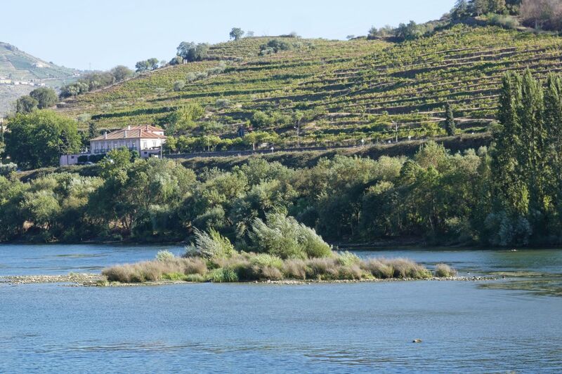 DC 22-0789-006.jpg :: Saga Douro River Cruise, Regua Lamego to Pinhao, River Douro: Small Island in the middle of the River Douro at Peso da Regua. Photo taken 30/08/2022.