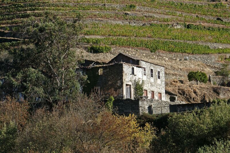 DC 22-0789-028.jpg :: Saga Douro River Cruise, Regua Lamego to Pinhao, River Douro: The Douro shoreline with in the district of Poiares e Canelas (officially: União das Freguesias de Poiares e Canelas is a Portuguese parish in the municipality of Peso da Régua. Photo taken 30/08/2022.