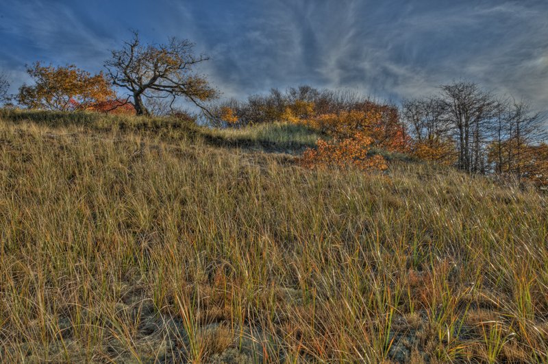 Autumn Companions to the rushing grass 2011.jpg :: Autumn at the Plum Island wildlife refuge on the north short of Massachusetts. To me, the sublime trees and shrubs seem to keep the billowing grass company.  