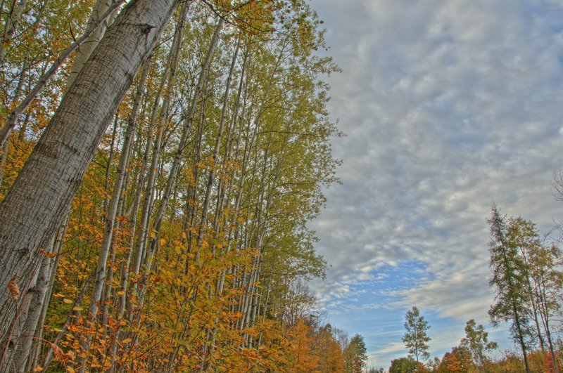 Bright Birch and Sky.jpg