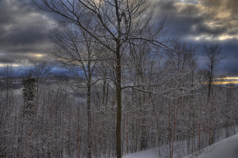 Cloud Maple.jpg :: Cloud Maple