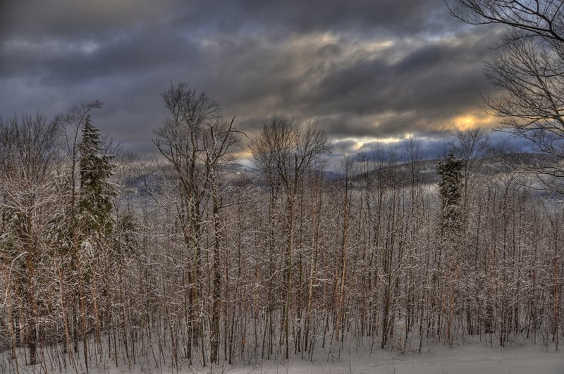 Mountain Birch After the Storm.jpg :: Mountain Birch after the Storm