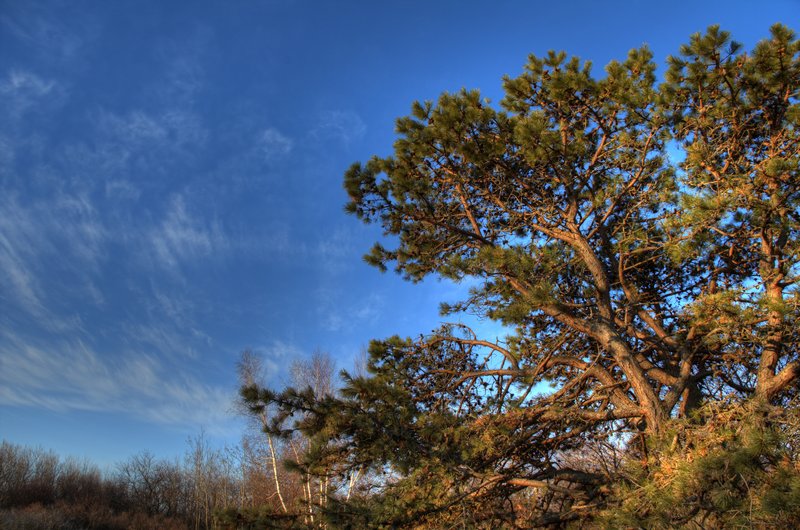 Sculpted Pine.jpg :: The sun is just rising over the Atlantic, uplighting this magnificent coastal pine