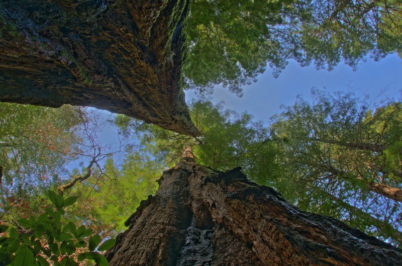 Sky Scrapers.jpg :: Sky Scrapers
Two coastal redwoods, centuries old companions, reach for the sky on an ethereal summer morning. Named Sky Scrapers because these magnificent trees literally scrape the sky. The pine needles are porous, meant to absorb water from the coastal mists that sweep over the landscape each morning. This brings moisture to the upper reaches of the tree, where otherwise no water would arrive, because the branches are too far away from the tree roots. The burns and other marks are the result from centuries of forest fires, which actually help to propagate these amazing trees. This image is compromised of 9 separate photos, taken milliseconds apart, to help capture the astonishing range of dark to light that exists between the forest floor of these majestic beasts, and the heavens above that they bridge so beautifully. 
