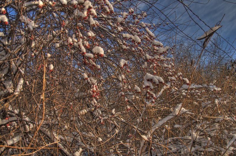 Snow,  Berries,  and Sky.jpg :: After the storm, the beauty. A big snow fall the night before yielded to sunny skies and magic everywhere.