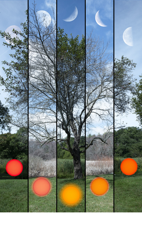 Alchemist 1 - Apple Tree Spring  Fall.jpg