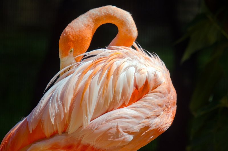 Bashful (DLM_20140607_021_0022_v3_web).jpg