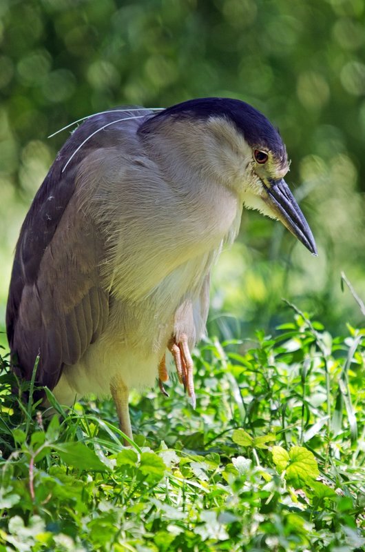 Black Crowned Night Heron (DLM_20140607_021_0032_web).jpg