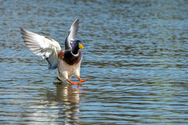 Clear the runway (DLM_20150308_016_0016_web).jpg