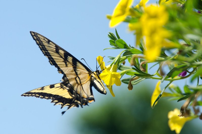 DLM_201306_5164_web.jpg :: Swallowtail Butterfly