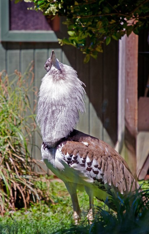 DLM_20140607_021_0035_web.jpg :: Koni Bustard