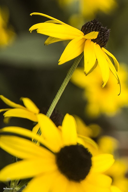 DLM_20140802_035_v3_0026_lgweb.jpg