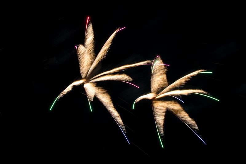 Firework Geese (DLM_20150412_027_0203_web).jpg