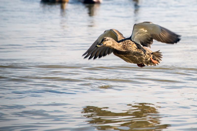 I think I can (DLM_20150308_016_0055_web).jpg
