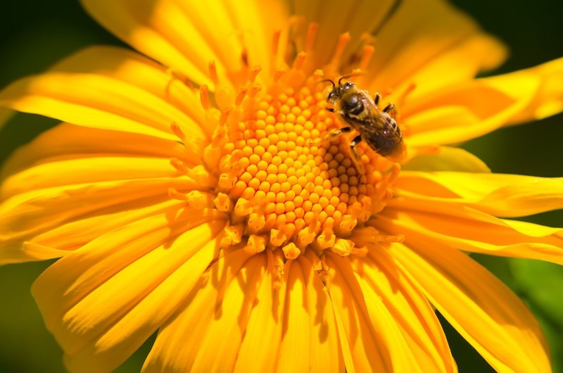 Me and the Bee (DLM_20140521_019_0063_web).jpg