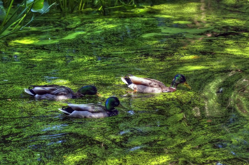Painted Ducks (DLM_20140607_021_0010_tonemapped_web).jpg