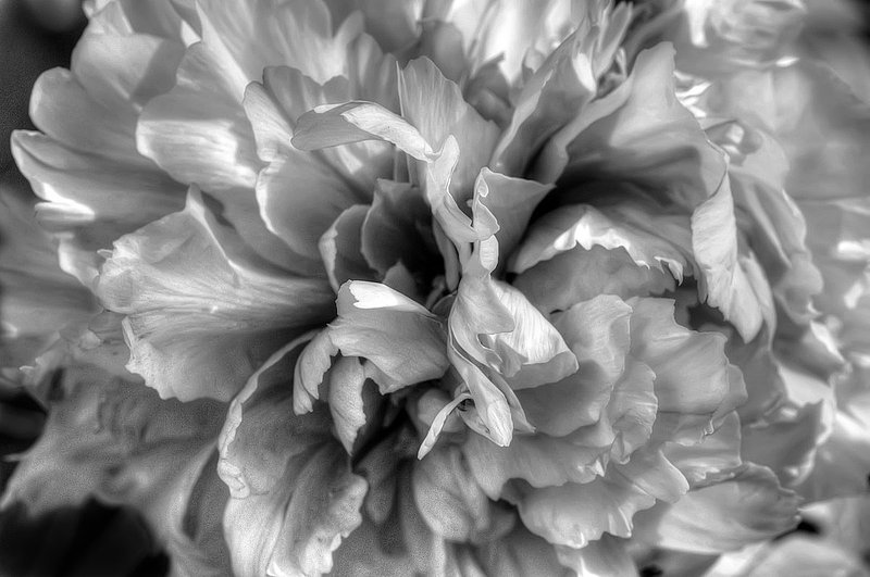 Peony  in Contrast (DLM_20140503_017_0103_tonemapped_web).jpg
