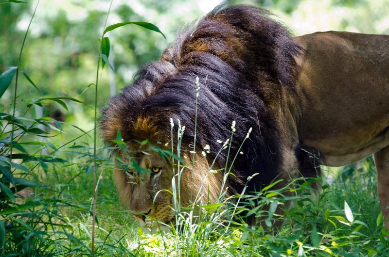 Stalking (DLM_20140607_021_0042_web).jpg