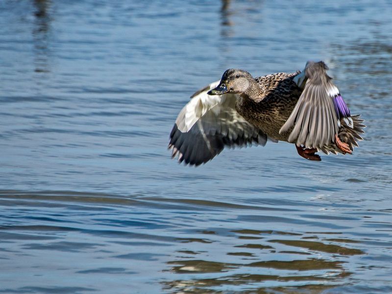 Under the radar (DLM_20150308_016_0054_web).jpg