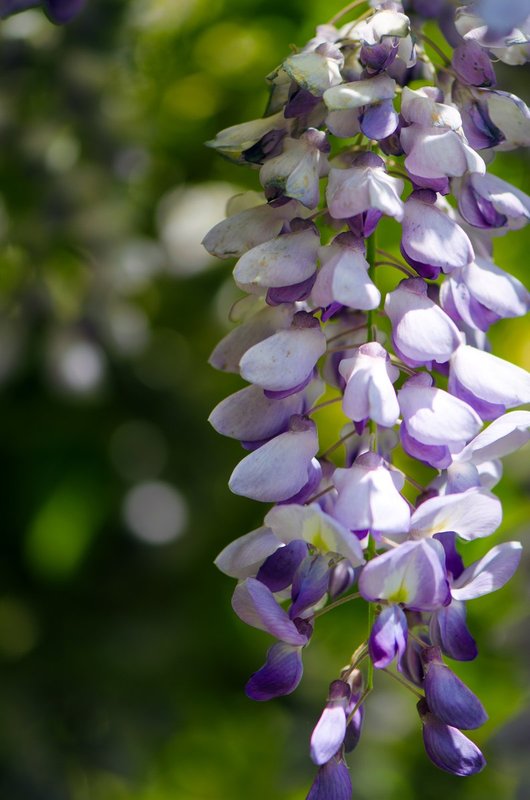 Wisteria (DLM_20140503_017_0001_web).jpg